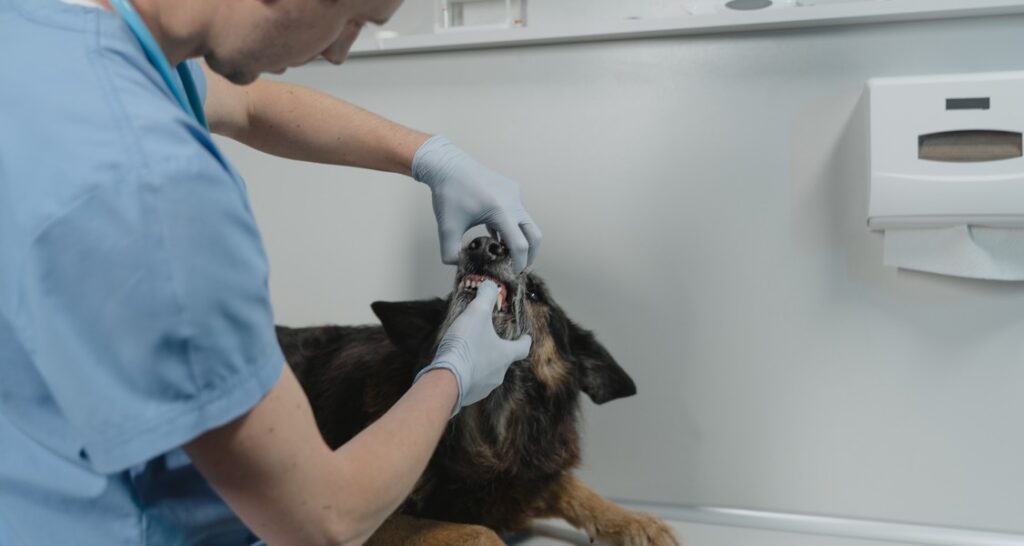 A veterinarian is pulling a dog's mouth open to view their teeth