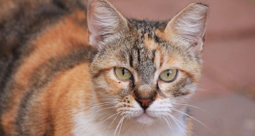 An old cat is standing and looking forward