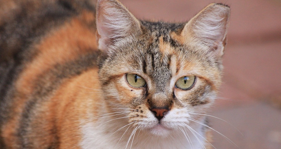 Targeting care for senior cats and their caretakers