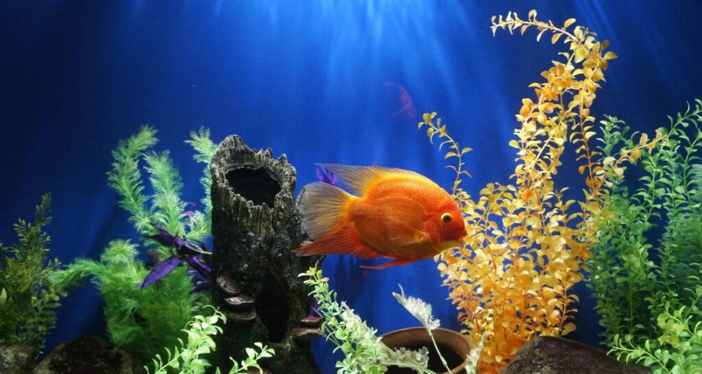 An orange fish is swimming in an aquarium