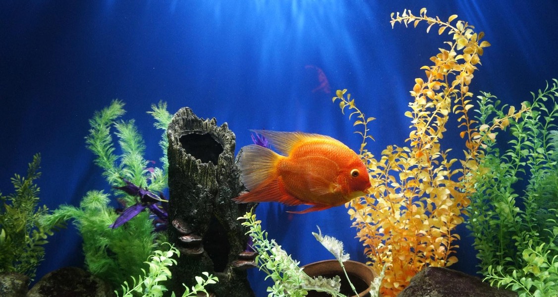 Aquarium Set-up: Tips for a Successful Freshwater Planted Aquarium