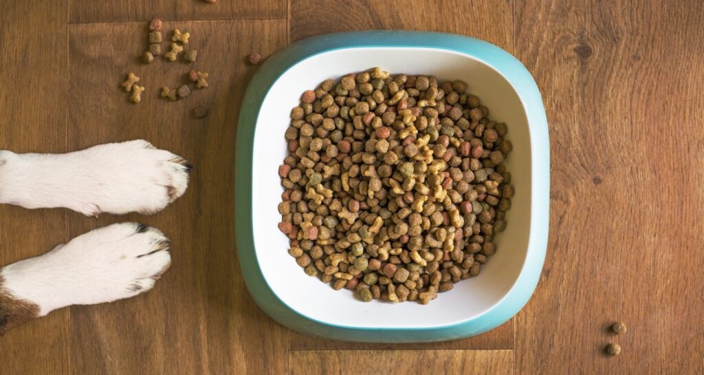 A dog's paws are beside a bowl of dog food