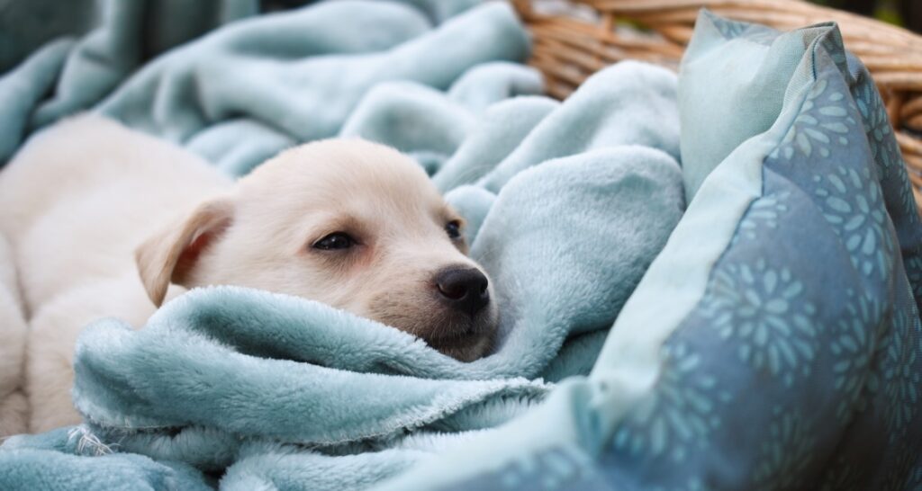 A puppy is sleeping on a blue blanket