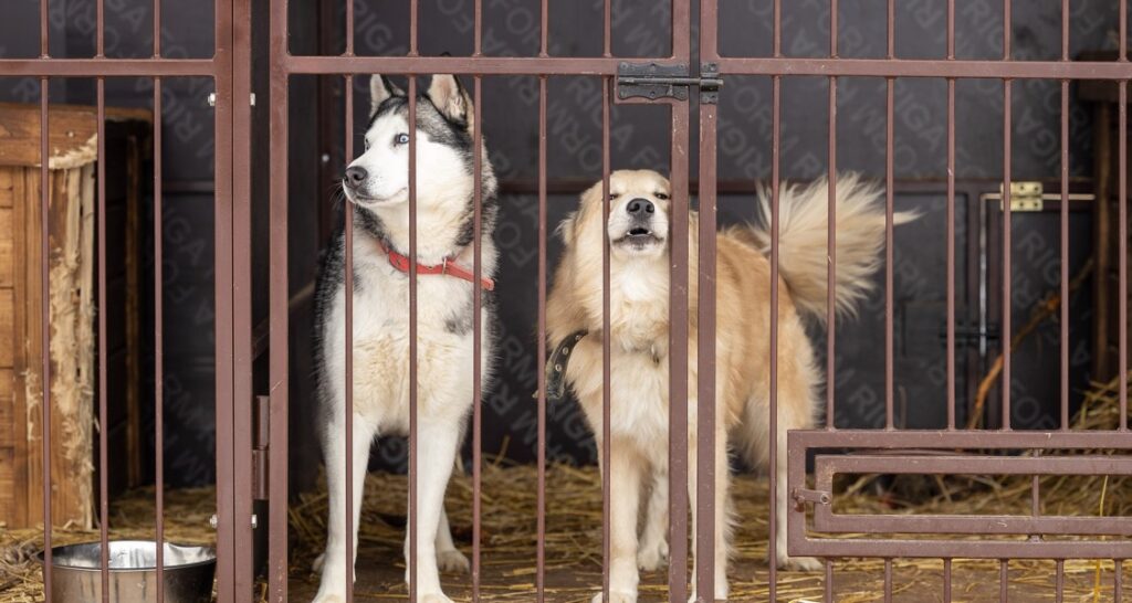Two dogs are standing behind a metal gate