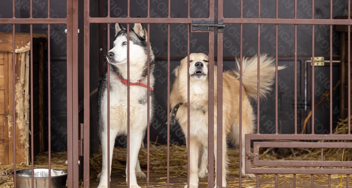 The next wave of animal sheltering is here The next wave of animal sheltering is here