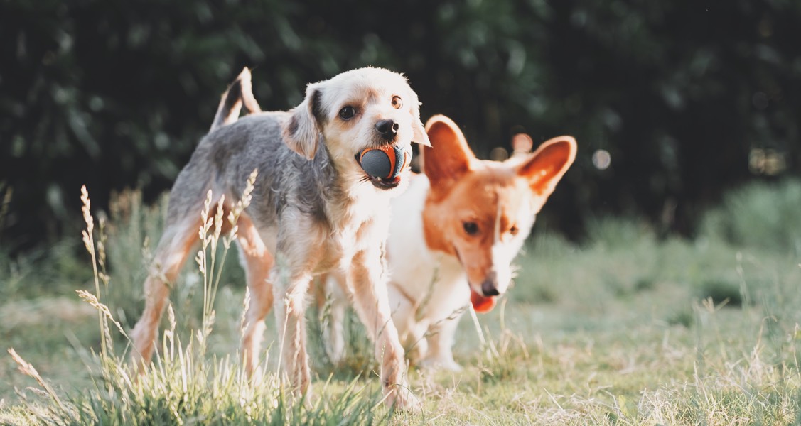 7 Reasons Why Socialization Can Improve Your Dog's Life