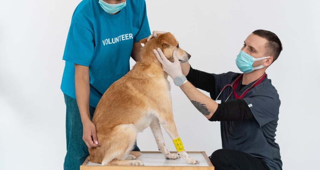 A veterinarian is inspecting a dog with a volunteer