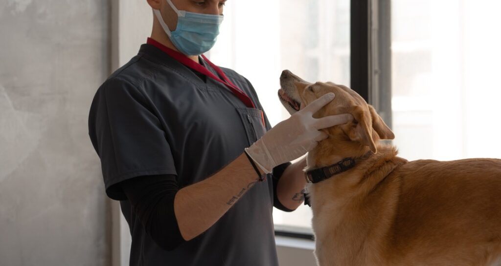 A veterinarian is inspecting a dog's face