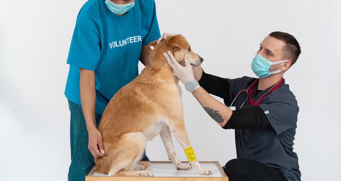 Positive tests for tick-borne illness in N.S. dogs up sharply, says vet Positive tests for tick-borne illness in N.S. dogs up sharply, says vet