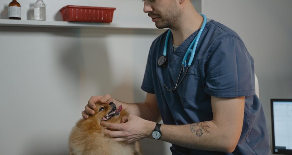 A veterinarian is opening up a dog's mouth