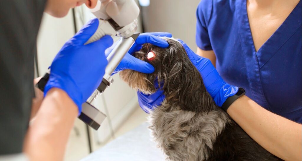 A dog is getting their eye checked with a device