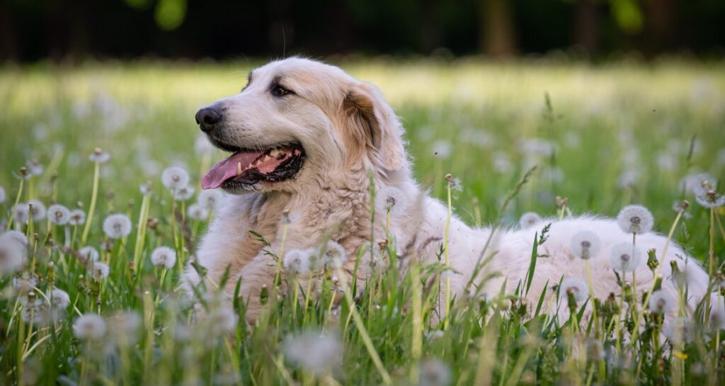 A dog is lying in grass with dandelion seed heads