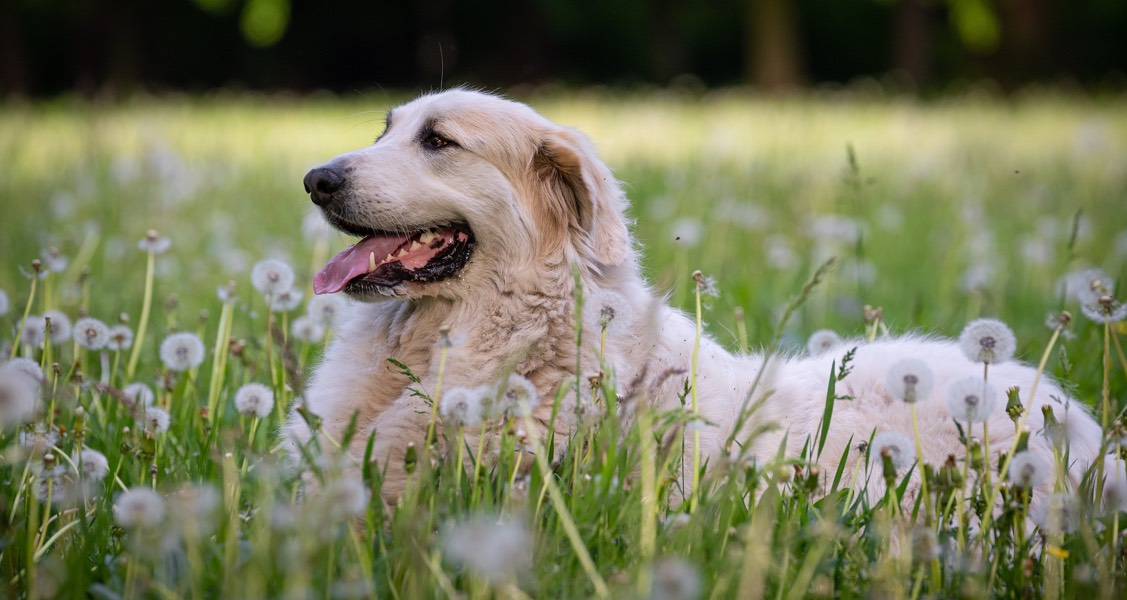 Ask a Vet: My Dog Has Spring Allergies. Now What?