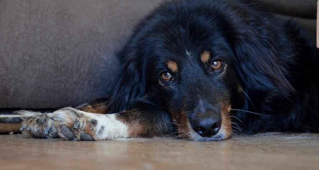 A dog is lying on the floor with their paws out