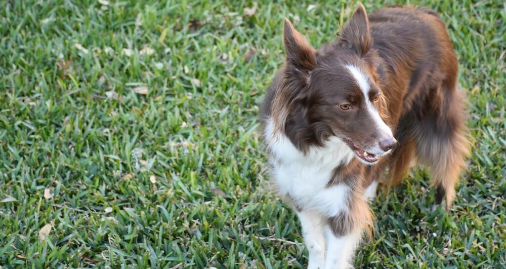 A dog is standing outside in the grass with its mouth open