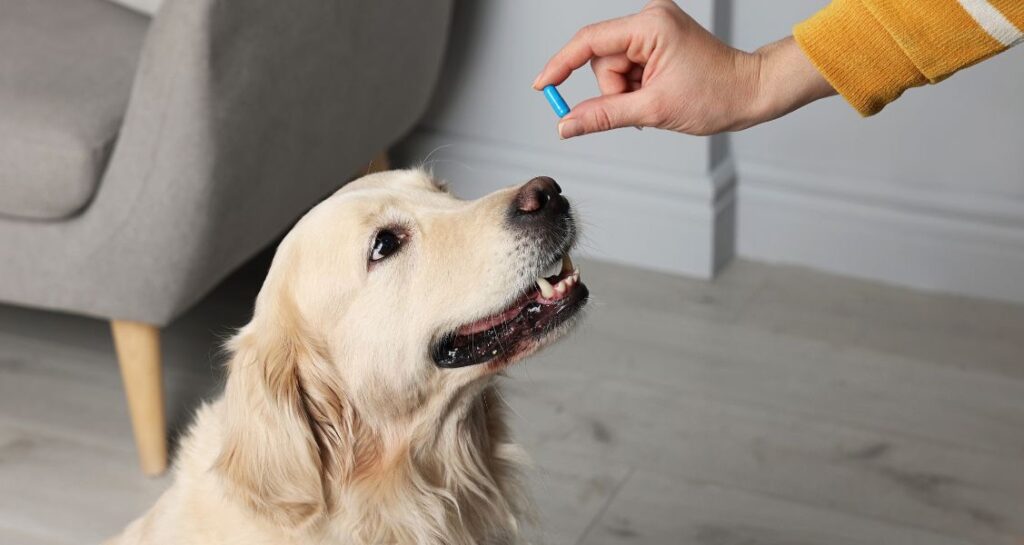 A dog receiving a blue medication capsule