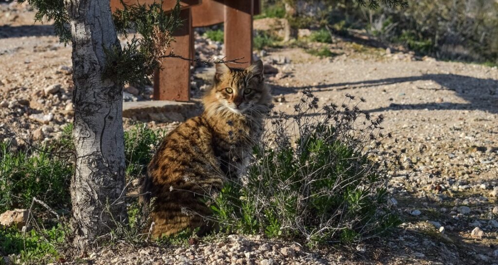 A feral cat is sitting outside in front of a bench