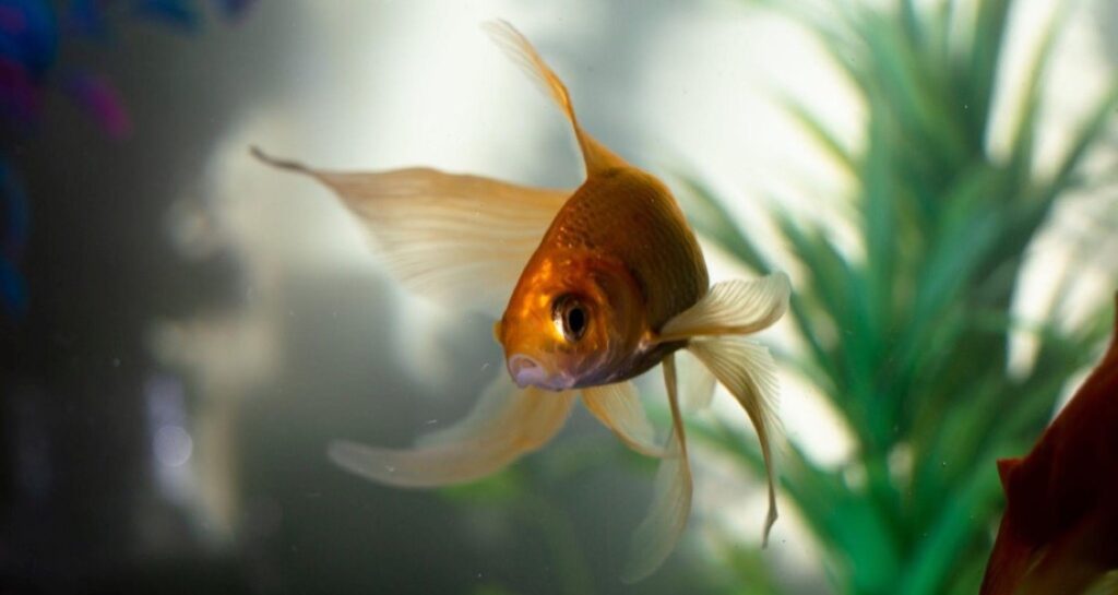 A fish swimming in an aquarium