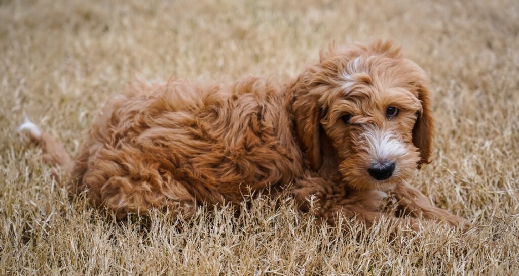 Goldendoodle puppy lying in dry grass outside