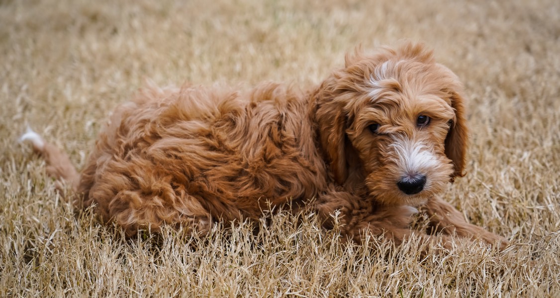 Everything You Need To Know About Goldendoodle Common Health Issues Everything You Need To Know About Goldendoodle Common Health Issues