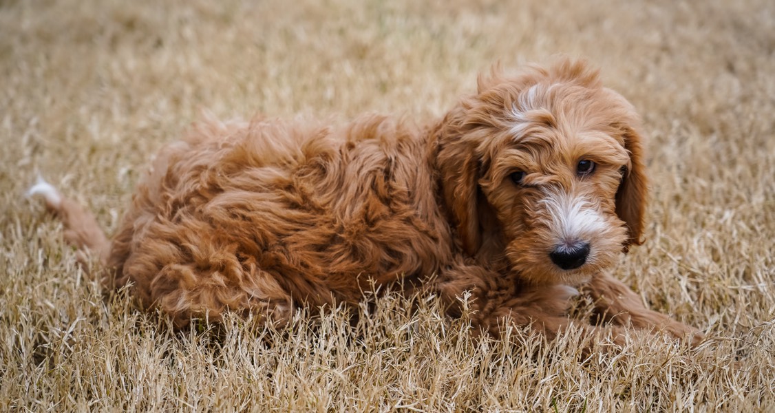 Everything You Need To Know About Goldendoodle Common Health Issues