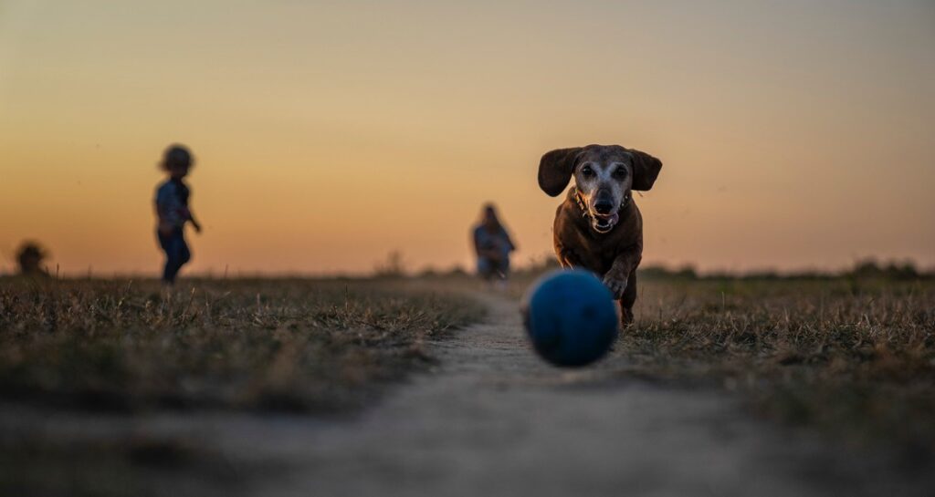 An old dog is chasing after a ball outside