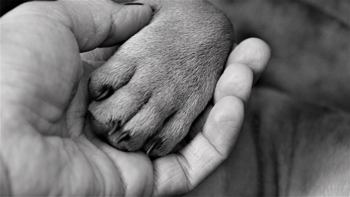 Do Pets Grieve, Too? Experts Explain How To Help Them Through Loss. Do Pets Grieve, Too? Experts Explain How To Help Them Through Loss.