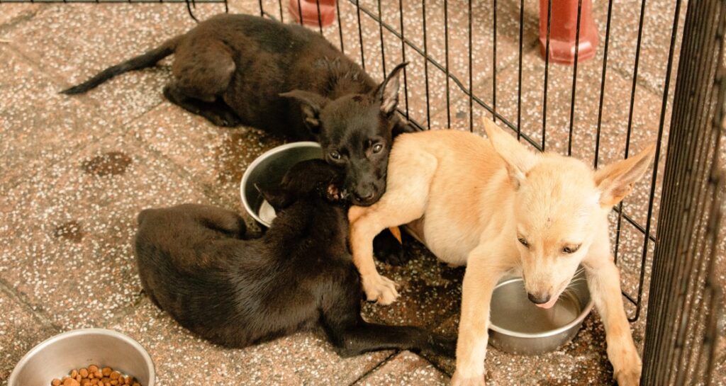 Puppies eating and drinking together outside