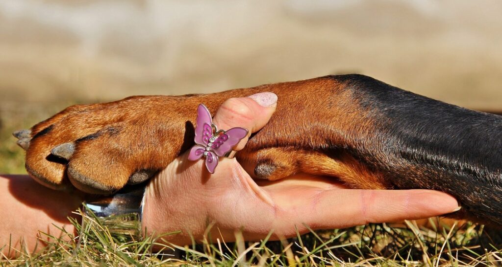 A woman is holding a dog's paw in hand with a butterfly ring on their thumb