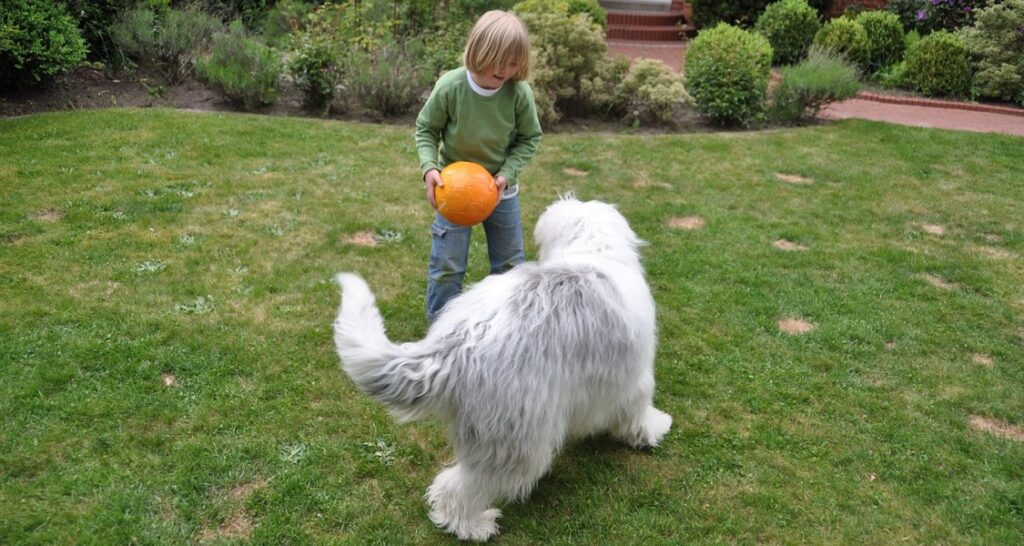 A boy is playing ball with a dog outside