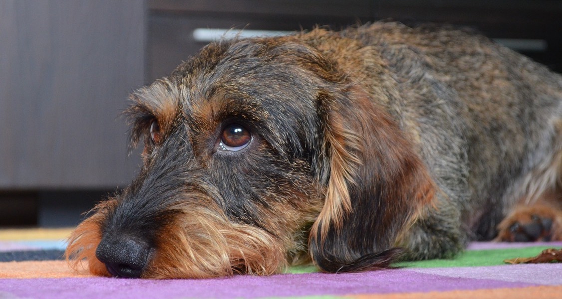 Focusing in on Canine Dry Eyes Focusing in on Canine Dry Eyes