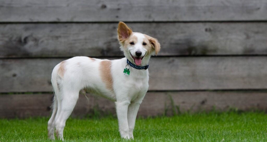 A dog is standing in the grass with one ear up