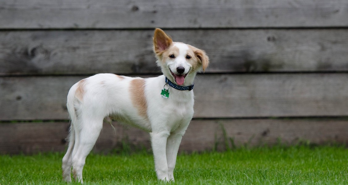 This Shelter Used AI to Read a Dog’s Mind: The Results are Unbelievable This Shelter Used AI to Read a Dog’s Mind: The Results are Unbelievable
