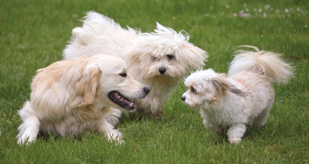 Three dogs playing outside together in the grass
