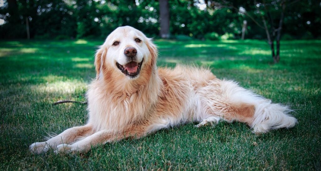 A golden retriever is lying down outside in the grass