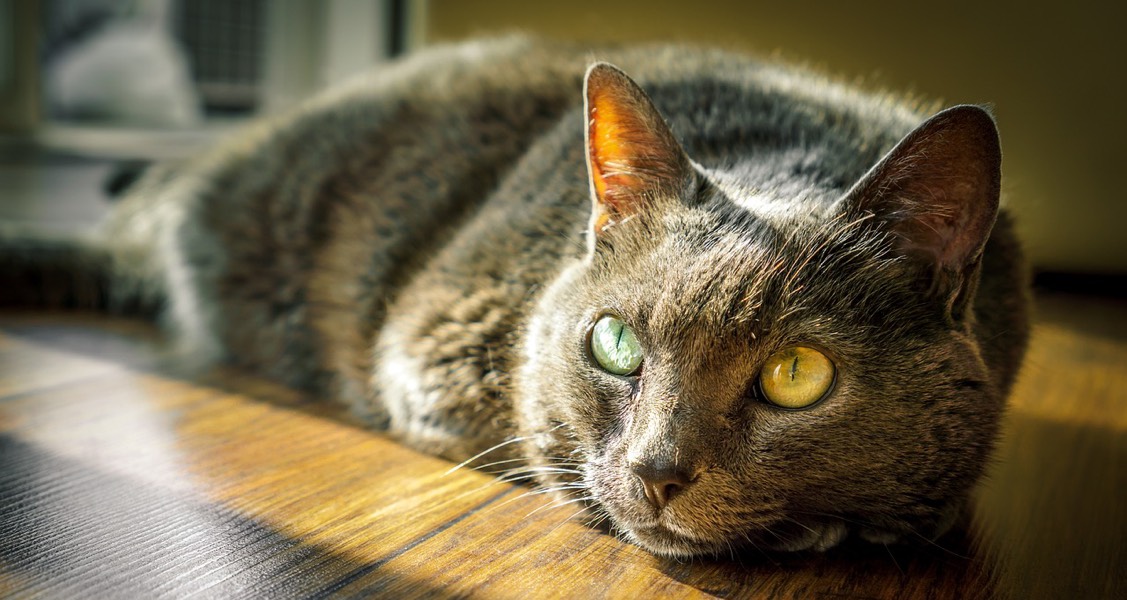 Dr. Dolittle, meet AI: new model identifies pain in cats Dr. Dolittle, meet AI: new model identifies pain in cats