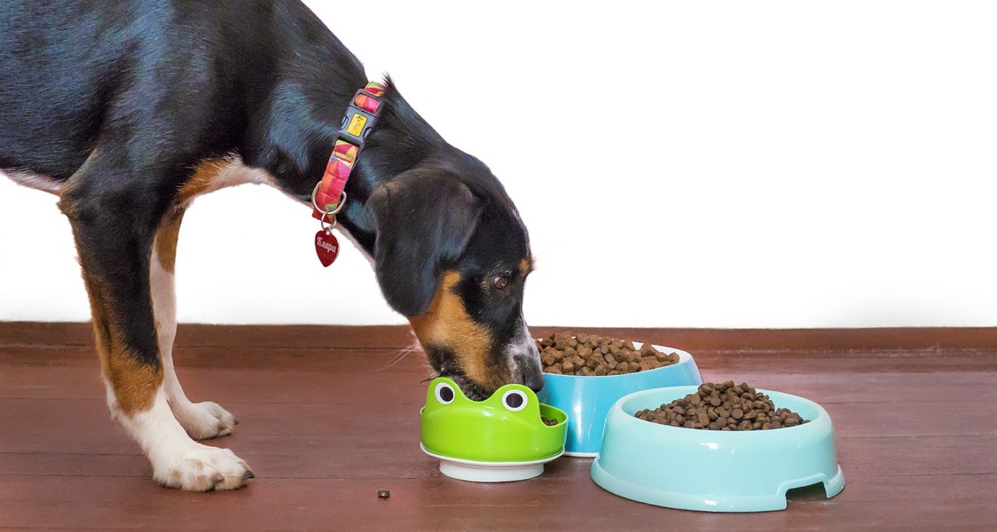 ‘Peas of Mind’: Pulse Ingredients in Dog Food Not Linked to Heart Problems, Says New U of G Research ‘Peas of Mind’: Pulse Ingredients in Dog Food Not Linked to Heart Problems, Says New U of G Research