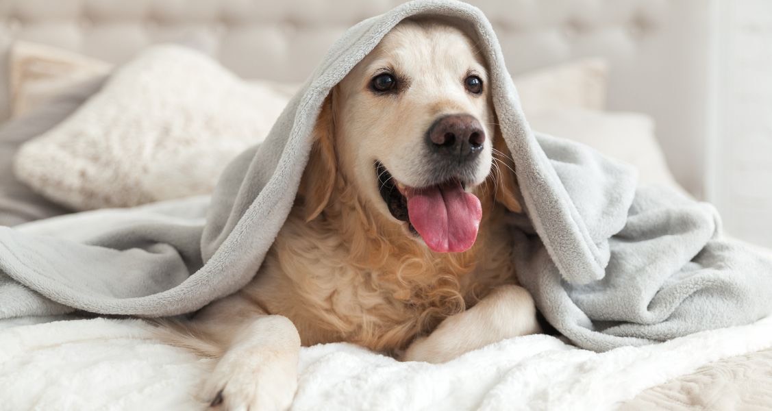 4 Ways Blankets Improve Your Dog’s Health
