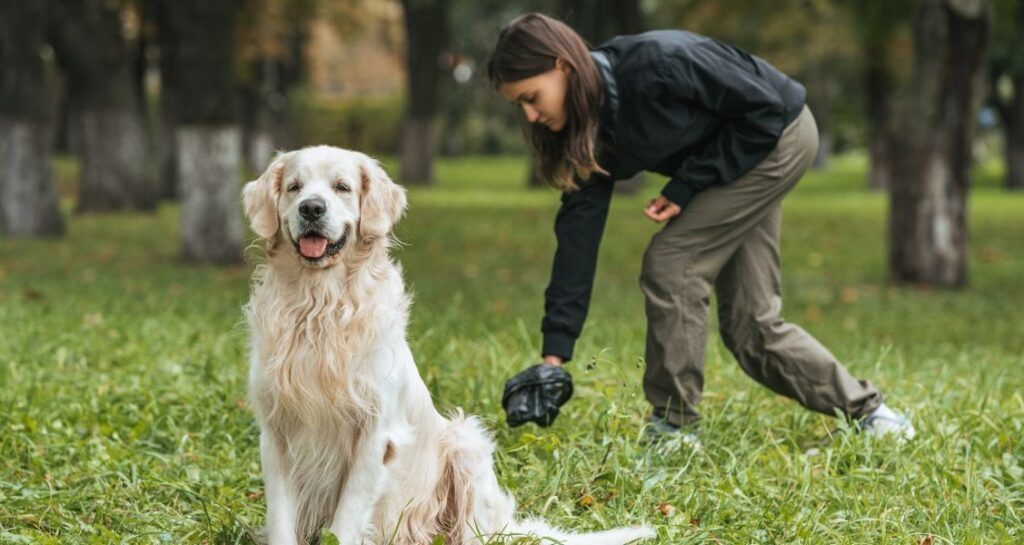 A dog is sitting in the grass while a woman behind is picking up waste