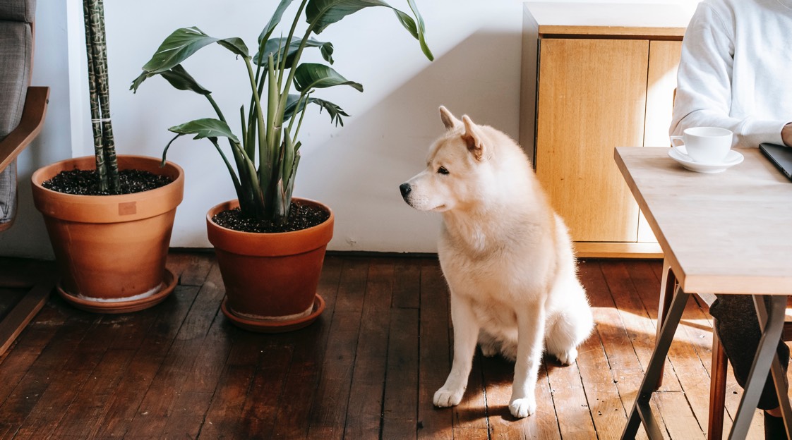 Quebec advocates take aim at no-pet clauses in leases amid housing crisis Quebec advocates take aim at no-pet clauses in leases amid housing crisis