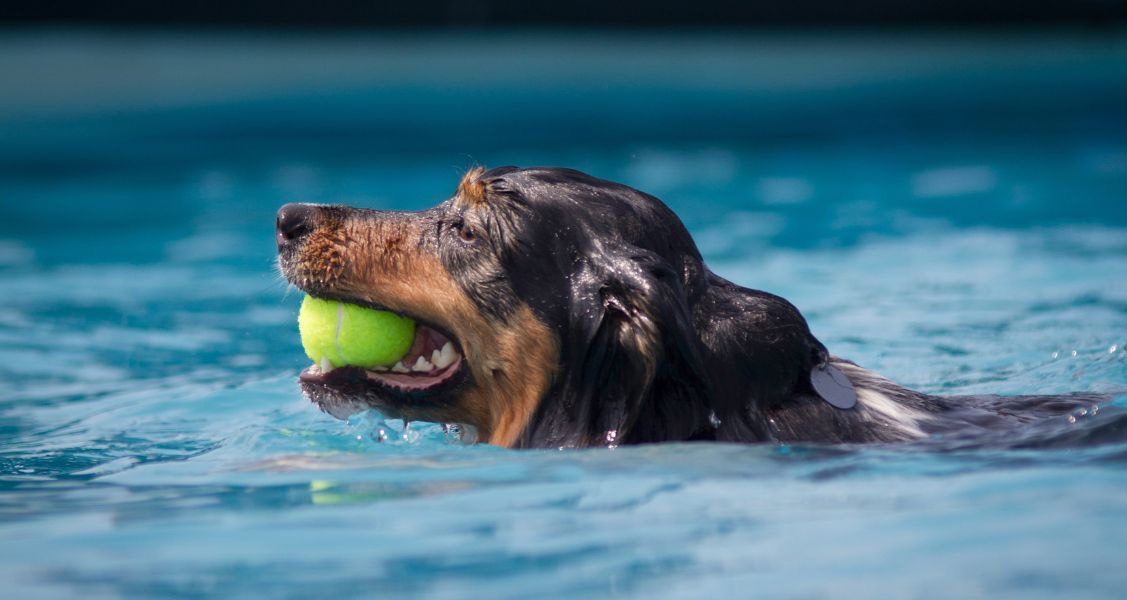 Easy Ways To Keep Your Dog Cool This Summer Easy Ways To Keep Your Dog Cool This Summer