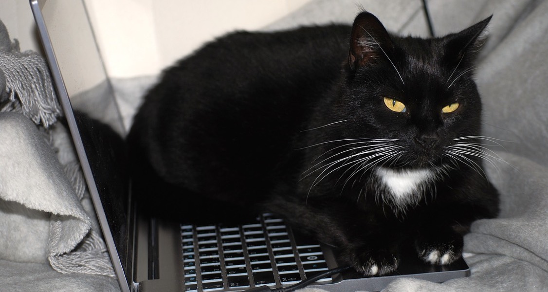 Why Do Cats Sit on Laptops? 4 Common Reasons