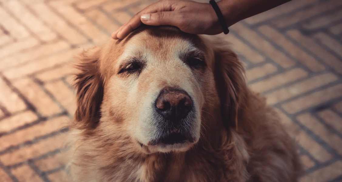 Petting other people’s dogs, even briefly, can boost your health