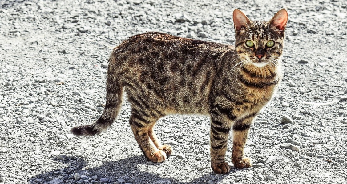 Cyprus to begin treating island’s sick cats with anti-Covid pills Cyprus to begin treating island’s sick cats with anti-Covid pills