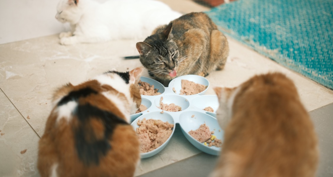 Behind the scenes of pet food palatability