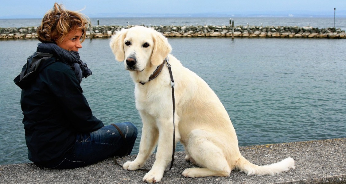 How dog-sharing became a solution to ‘pandemic puppy’ problems How dog-sharing became a solution to ‘pandemic puppy’ problems