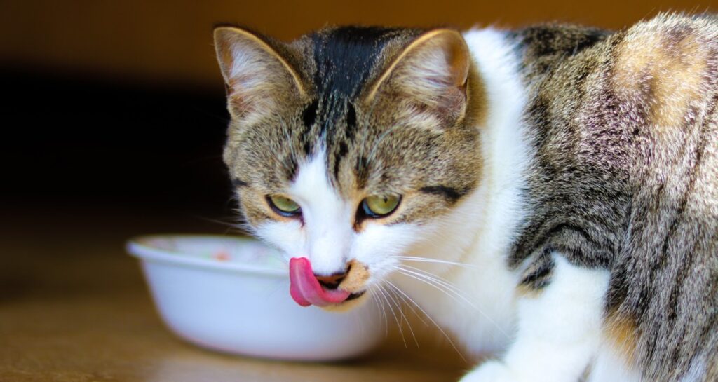 A cat's tongue is out after eating from a white food bowl