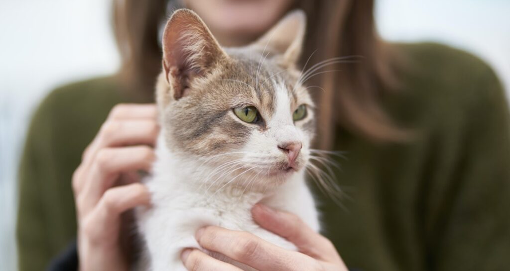 A cat with green eyes is being held by their owner