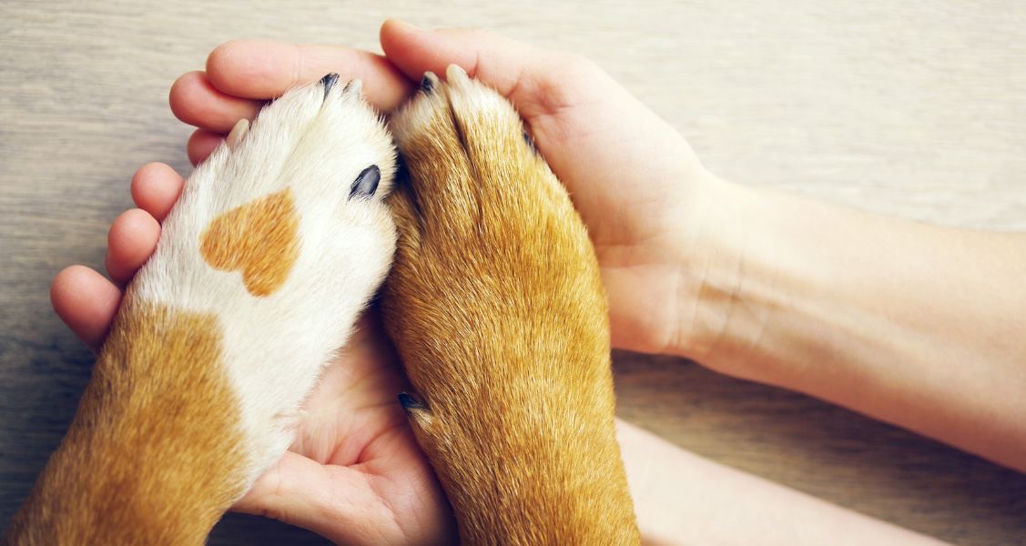 Common Dog Paw Problems Every Pet Owner Should Know