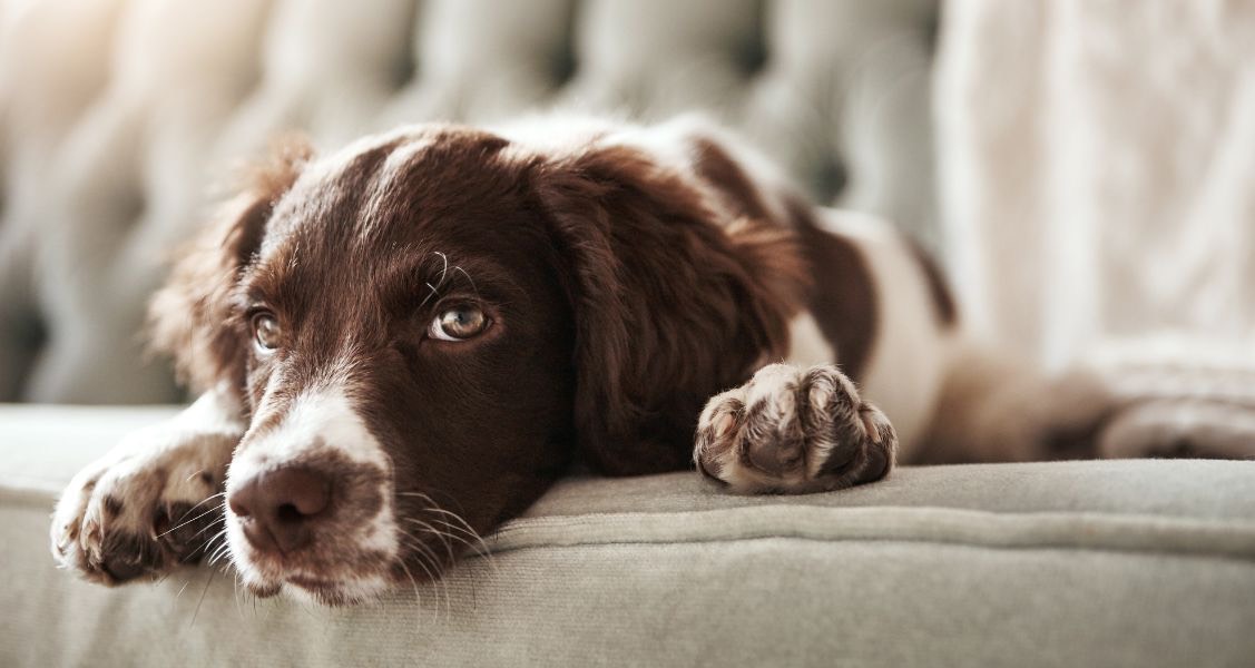 5 Tips To Significantly Reduce Anxiety in Dogs 5 Tips To Significantly Reduce Anxiety in Dogs